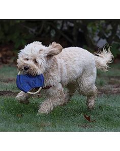 Pet Rope Tug & Flyer Toy (min 150)